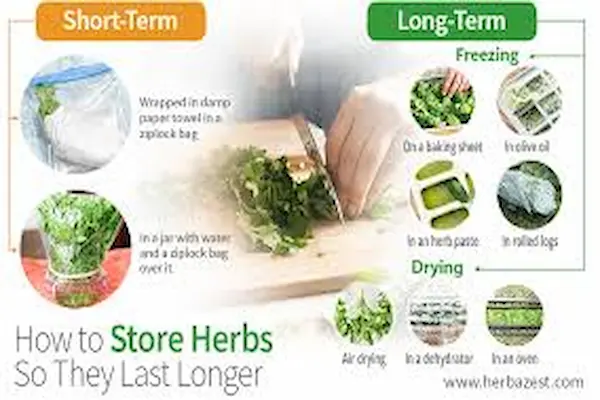 how to store fresh herbs