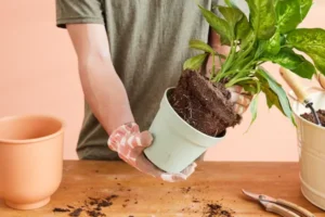 how to repot houseplants
