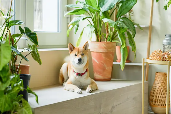 pet friendly plant list